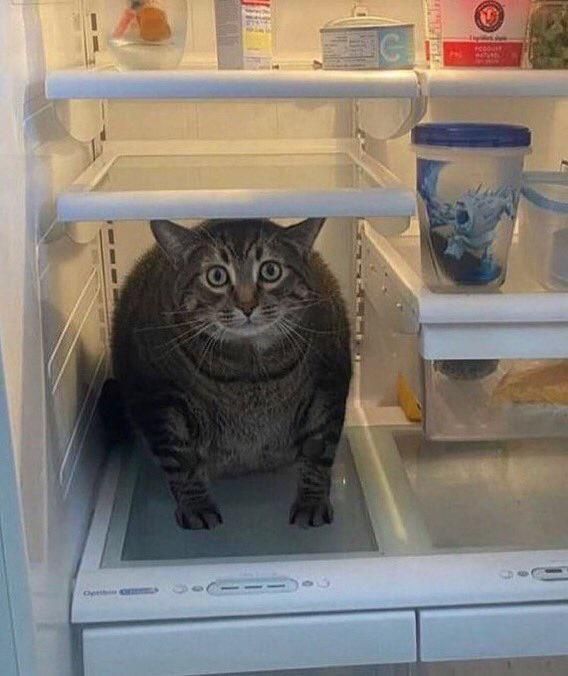 Chunky cat with distraught face sits on a shelf of an open refrigerator.